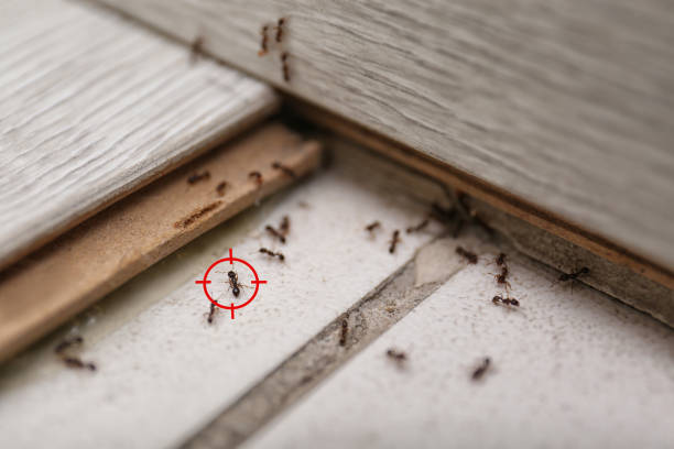 Best Affordable Pest Control Services  in Peculiar, MO