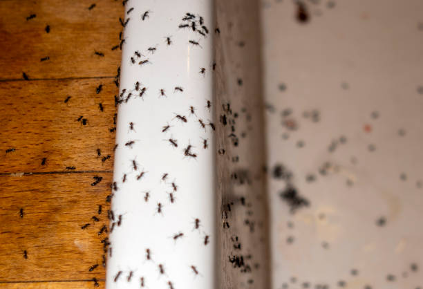 Best Best Pest Control Companies  in Peculiar, MO