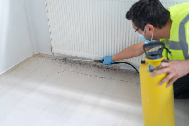 Best Wasp Removal Services  in Peculiar, MO